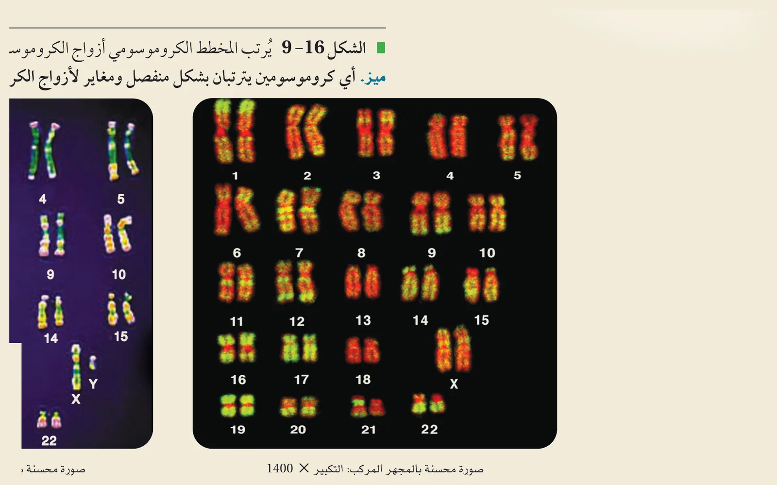 المخطط الكروموسومي / النمط النووي (الشكل ١٦‑٩، كتاب الأحياء): تُرتَّب كروموسوماتُ الخلية المتماثلةُ أزواجًا من الأطول إلى الأقصر (٢٢ زوجًا جسميًّا + زوجٌ جنسي XY ذكر / XX أنثى)، فيكشف اختلالاتٍ كإضافةِ نسخةٍ ثالثة للكروموسوم ٢١.