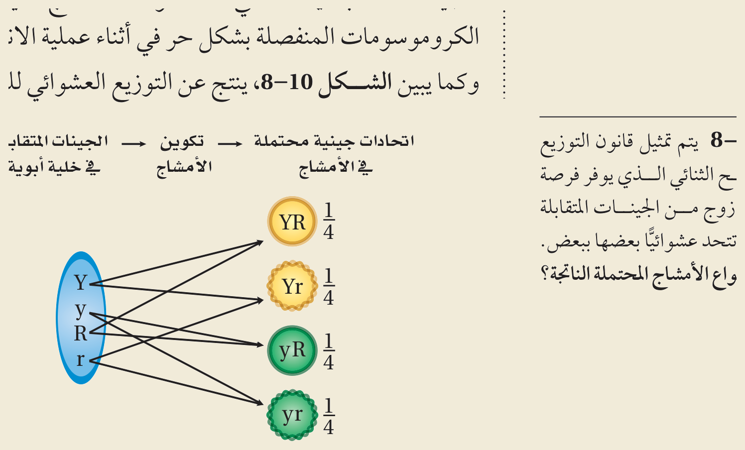 قانون التوزيع الحر — التهجين الثنائي (الشكل ١٠‑٨، كتاب الأحياء): في الفرد ثنائيِّ التغاير (YyRr) تتوزّع أزواجُ الجينات المتقابلة على الأمشاج توزيعًا حرًّا مستقلًّا، فتتكوّن أربعةُ أنواعٍ من الأمشاج (YR، Yr، yR، yr) بنسبةٍ متساوية (¼ لكلٍّ).