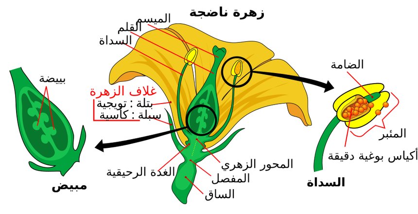 أجزاء الزهرة: الكأس والتويج والأسدية (العضو المذكّر) والمتاع (العضو المؤنّث). — كتاب الأحياء