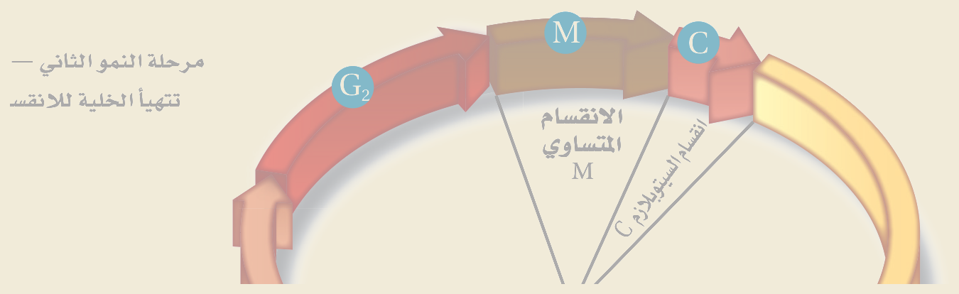 دورة الخلية (الشكل ٧‑٢ من كتاب الأحياء): يشغل الطورُ البيني (G₁ ثم S ثم G₂) معظمَ الدورة لنموّ الخلية وتضاعف DNA، يليه الانقسام المتساوي (M) فانقسامُ السيتوبلازم لتنتج خليتان جديدتان.