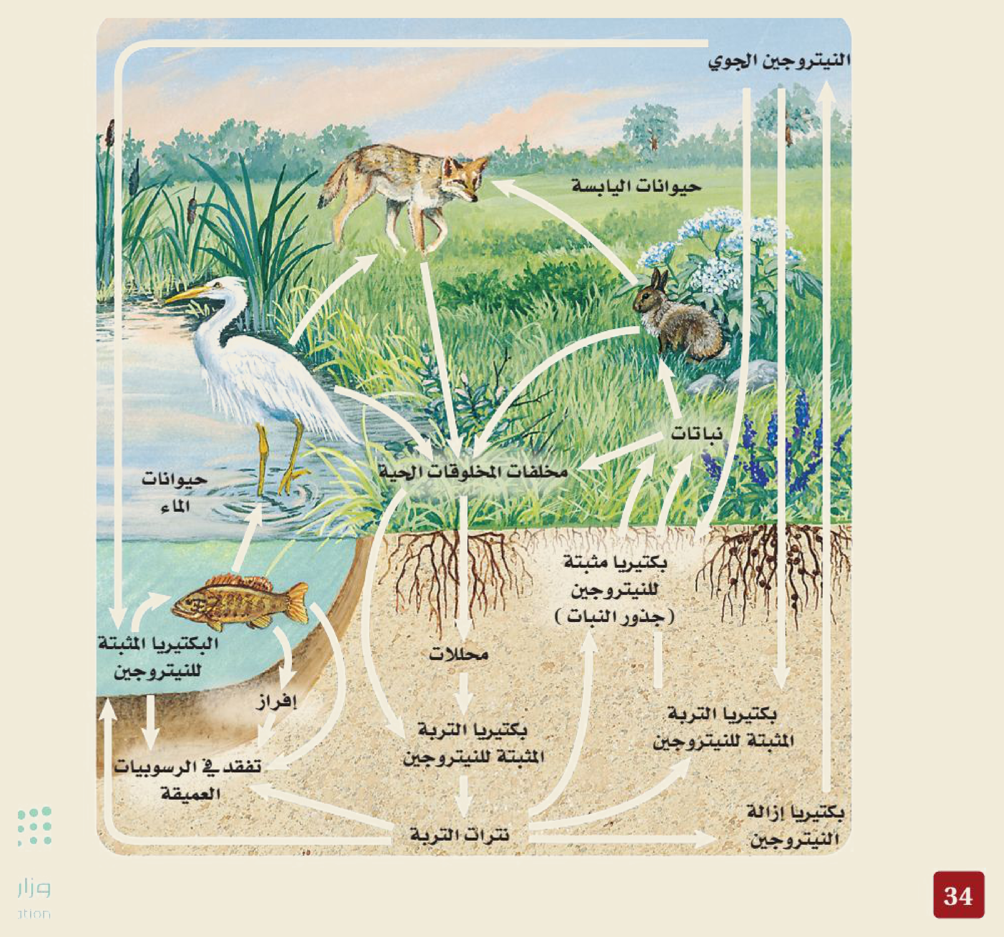 دورة النيتروجين (الشكل ١‑٢١ من كتاب علم البيئة): تُثبِّت البكتيريا (في عُقَد الجذور والتربة، ومعها البرق) نيتروجينَ الغلاف الجوي إلى صورٍ يمتصّها النبات وتنتقل إلى الحيوان، ثم تُعيده بكتيريا التحلُّل ونزع النترجة إلى الهواء.