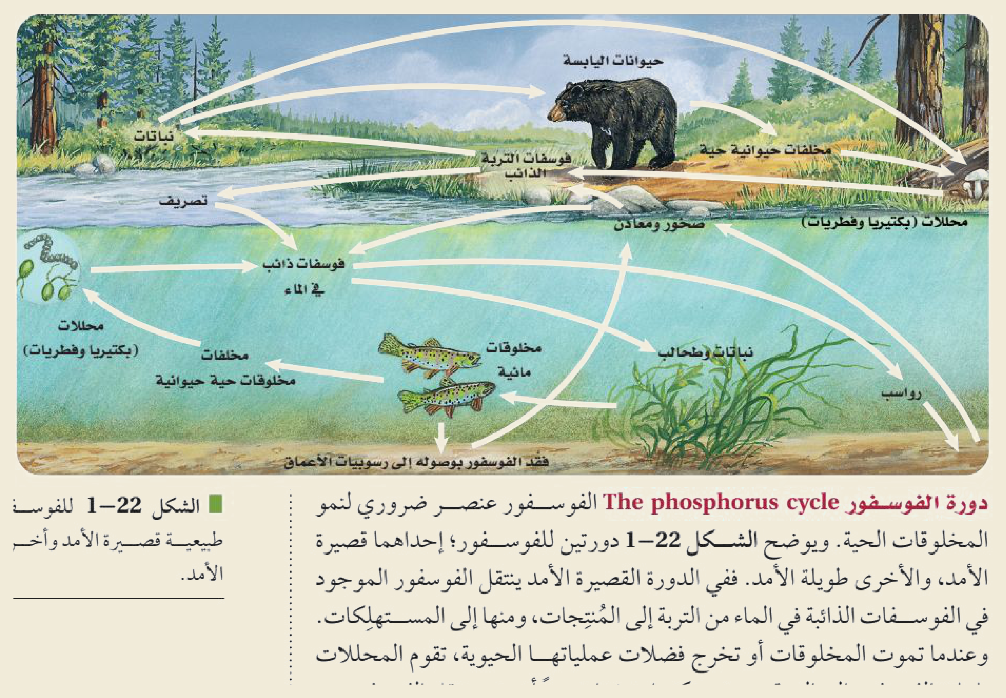 دورة الفوسفور (الشكل ١‑٢٢ من كتاب علم البيئة): لا تمرّ بالغلاف الجوي؛ يتحرّر الفوسفاتُ من تعرية الصخور إلى التربة والماء فيمتصّه النباتُ وينتقل للحيوان، ثم يعود بالتحلُّل والترسّب إلى صخورٍ جديدة.
