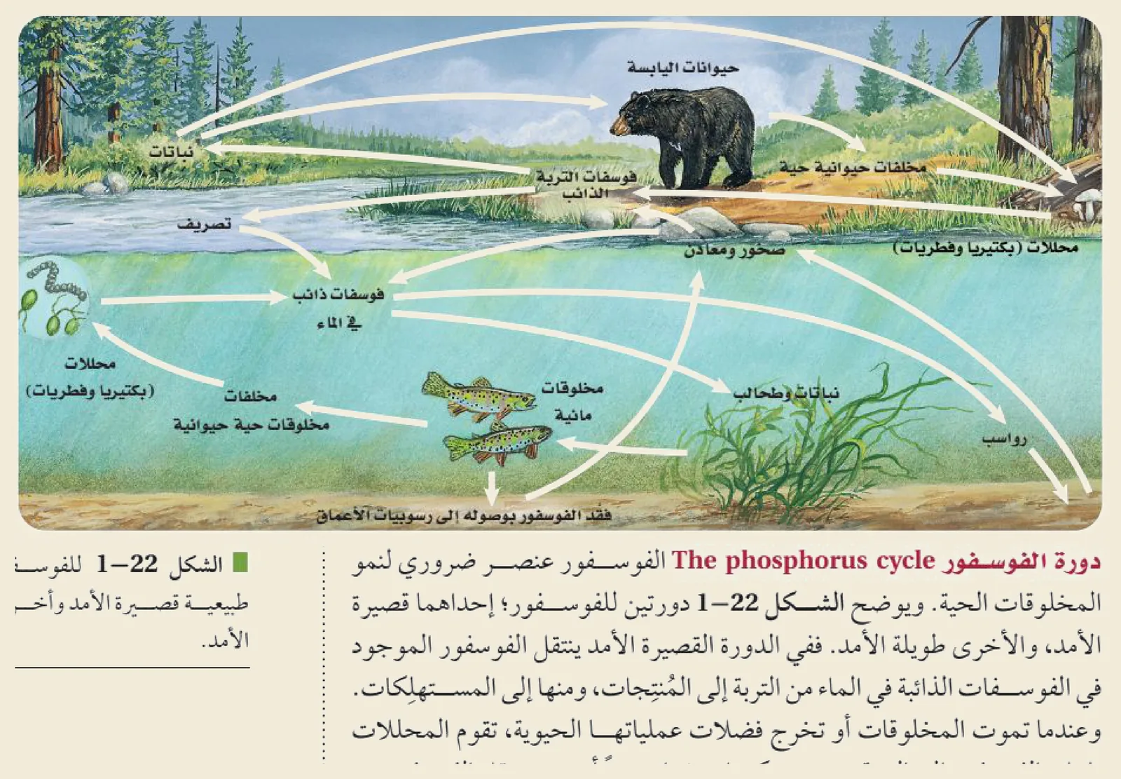 دورة الفوسفور (الشكل ١‑٢٢ من كتاب علم البيئة): لا تمرّ بالغلاف الجوي؛ يتحرّر الفوسفاتُ من تعرية الصخور إلى التربة والماء فيمتصّه النباتُ وينتقل للحيوان، ثم يعود بالتحلُّل والترسّب إلى صخورٍ جديدة.
